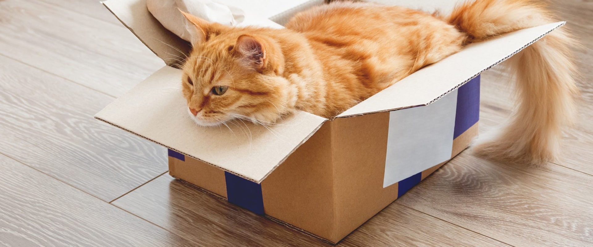 Finding Pet-Friendly Housing During a Move: Tips and Resources