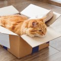 Preparing Your Pet for a Smooth Move