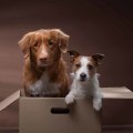 How to Keep Your Pet Calm During the Move
