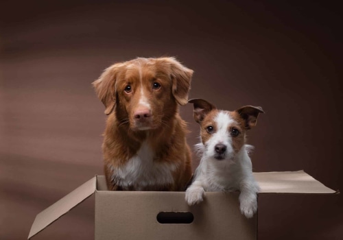 How to Keep Your Pet Calm During the Move